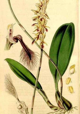 Reproducción/Reproduction 34406433374: Curtis's botanical magazine.. London ; New York [etc.] :Academic Press [etc.]