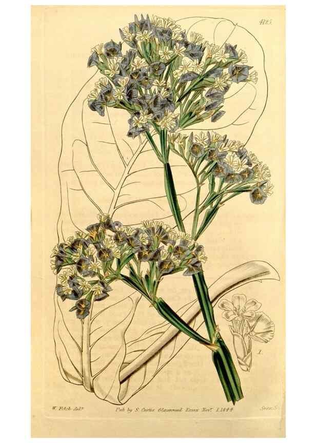 Reproducción/Reproduction 35120737731: Curtis's botanical magazine.. London ; New York [etc.] :Academic Press [etc.]