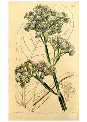 Reproducción/Reproduction 35120737731: Curtis's botanical magazine.. London ; New York [etc.] :Academic Press [etc.]
