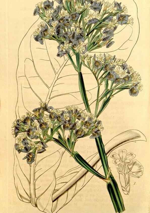 Reproducción/Reproduction 35120737731: Curtis's botanical magazine.. London ; New York [etc.] :Academic Press [etc.]