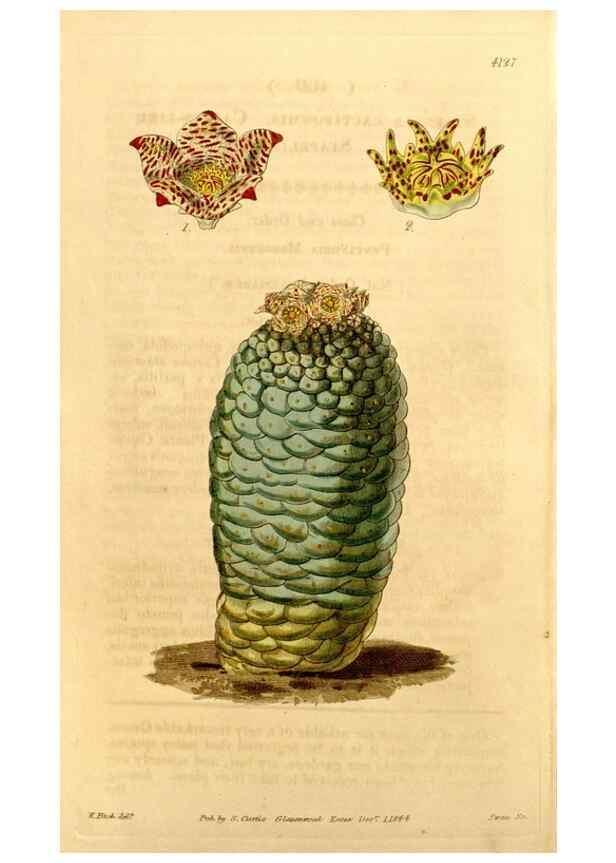 Reproducción/Reproduction 34441515203: Curtis's botanical magazine.. London ; New York [etc.] :Academic Press [etc.]
