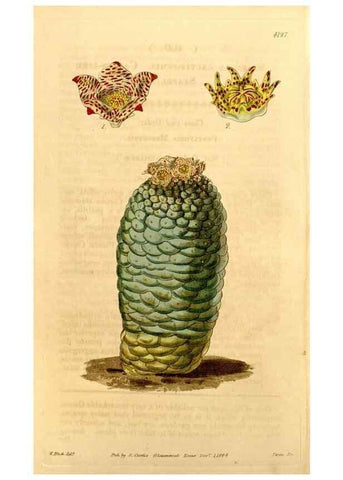 Reproducción/Reproduction 34441515203: Curtis's botanical magazine.. London ; New York [etc.] :Academic Press [etc.]