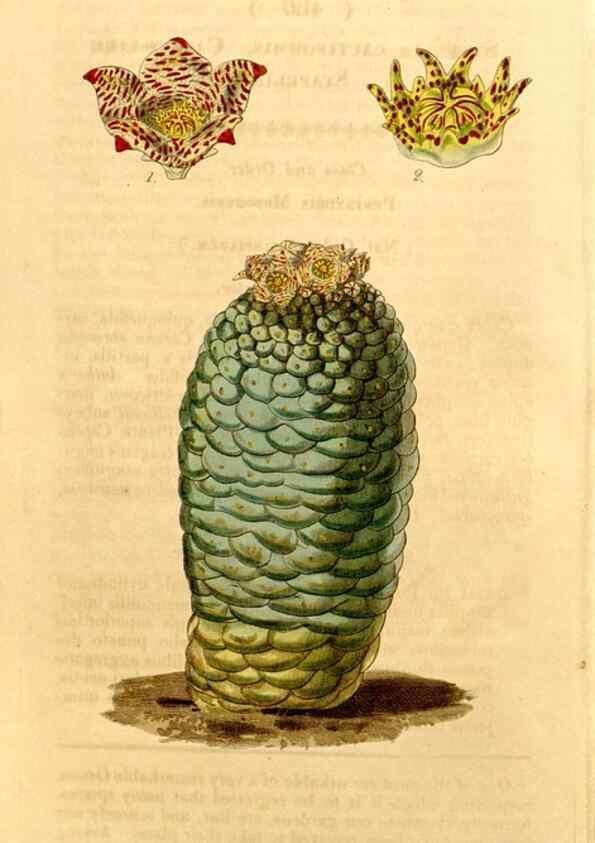 Reproducción/Reproduction 34441515203: Curtis's botanical magazine.. London ; New York [etc.] :Academic Press [etc.]