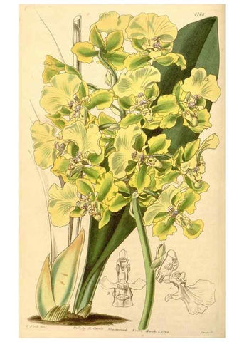 Reproducción/Reproduction 34863537480: Curtis's botanical magazine.. London ; New York [etc.] :Academic Press [etc.]