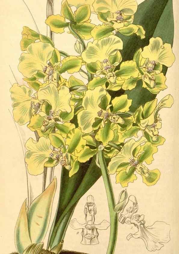 Reproducción/Reproduction 34863537480: Curtis's botanical magazine.. London ; New York [etc.] :Academic Press [etc.]