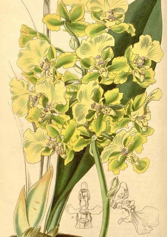 Reproducción/Reproduction 34863537480: Curtis's botanical magazine.. London ; New York [etc.] :Academic Press [etc.]