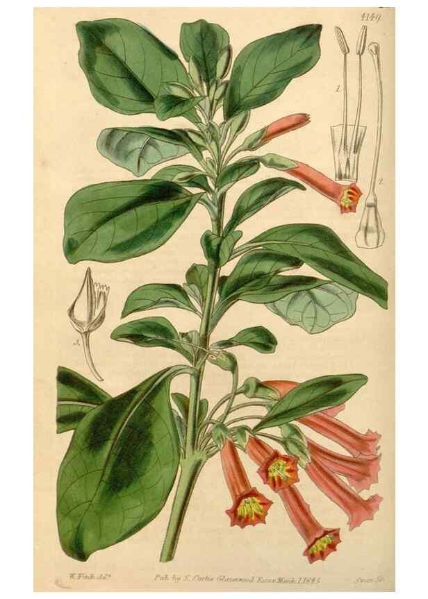 Reproducción/Reproduction 34441699713: Curtis's botanical magazine.. London ; New York [etc.] :Academic Press [etc.]