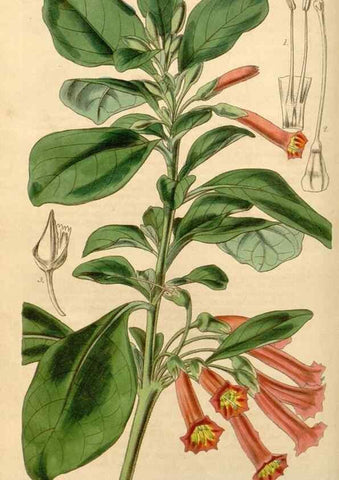 Reproducción/Reproduction 34441699713: Curtis's botanical magazine.. London ; New York [etc.] :Academic Press [etc.]