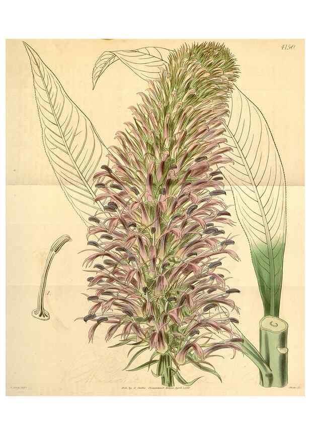 Reproducción/Reproduction 35085244292: Curtis's botanical magazine.. London ; New York [etc.] :Academic Press [etc.]