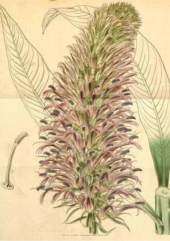 Reproducción/Reproduction 35085244292: Curtis's botanical magazine.. London ; New York [etc.] :Academic Press [etc.]