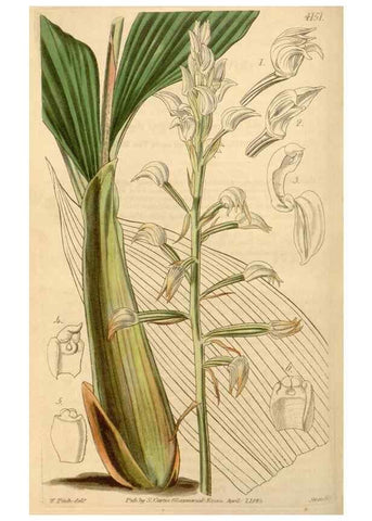 Reproducción/Reproduction 35085246622: Curtis's botanical magazine.. London ; New York [etc.] :Academic Press [etc.]