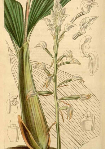 Reproducción/Reproduction 35085246622: Curtis's botanical magazine.. London ; New York [etc.] :Academic Press [etc.]