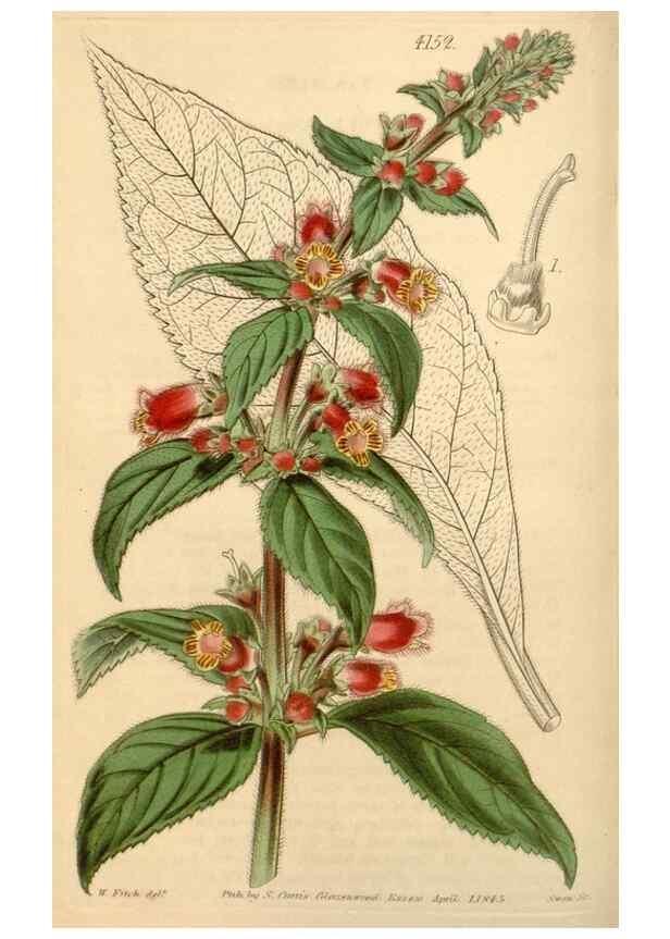 Reproducción/Reproduction 35250568685: Curtis's botanical magazine.. London ; New York [etc.] :Academic Press [etc.]