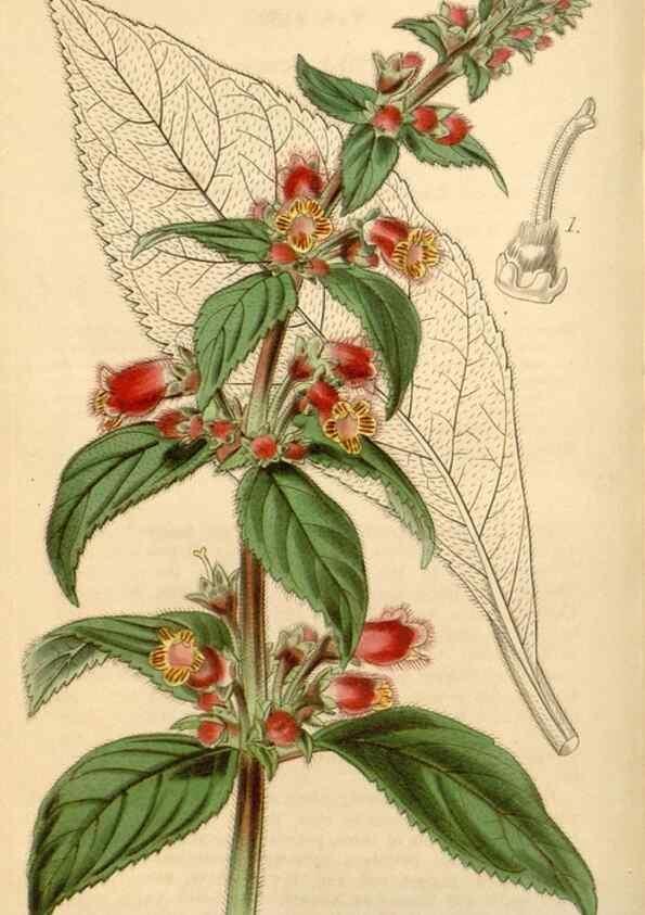 Reproducción/Reproduction 35250568685: Curtis's botanical magazine.. London ; New York [etc.] :Academic Press [etc.]