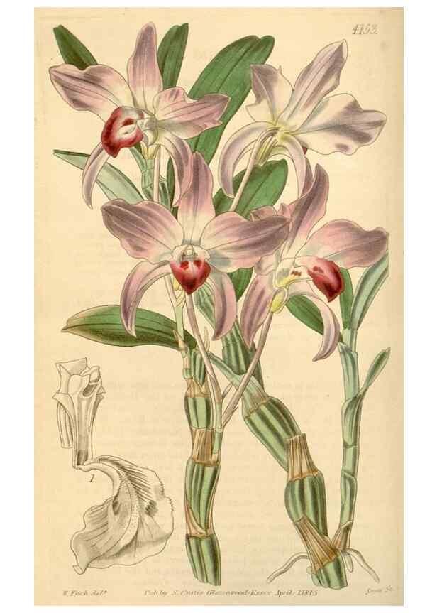 Reproducción/Reproduction 35250573915: Curtis's botanical magazine.. London ; New York [etc.] :Academic Press [etc.]