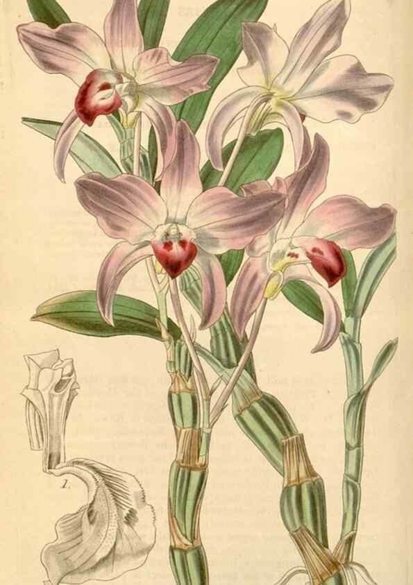 Reproducción/Reproduction 35250573915: Curtis's botanical magazine.. London ; New York [etc.] :Academic Press [etc.]