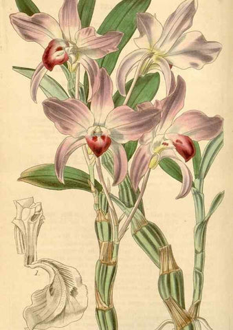 Reproducción/Reproduction 35250573915: Curtis's botanical magazine.. London ; New York [etc.] :Academic Press [etc.]