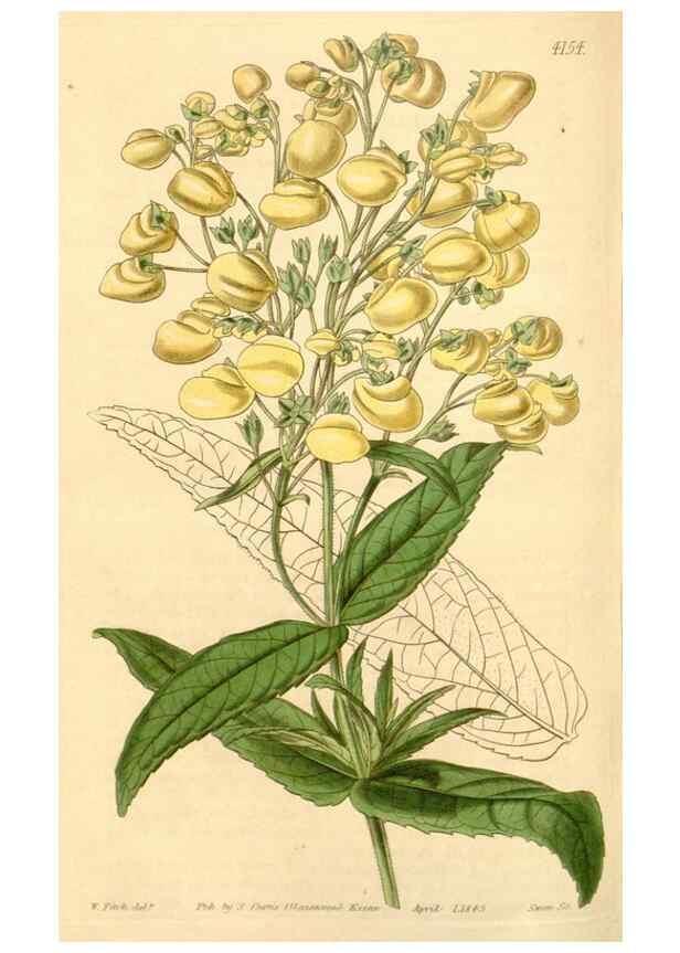 Reproducción/Reproduction 34441718083: Curtis's botanical magazine.. London ; New York [etc.] :Academic Press [etc.]