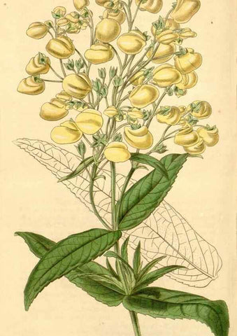 Reproducción/Reproduction 34441718083: Curtis's botanical magazine.. London ; New York [etc.] :Academic Press [etc.]