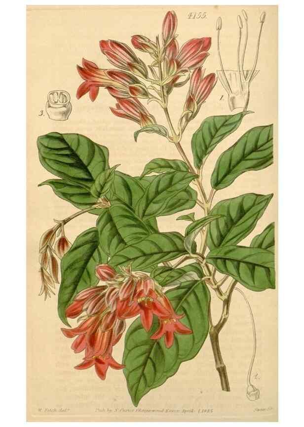 Reproducción/Reproduction 35085255502: Curtis's botanical magazine.. London ; New York [etc.] :Academic Press [etc.]