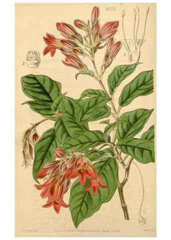 Reproducción/Reproduction 35085255502: Curtis's botanical magazine.. London ; New York [etc.] :Academic Press [etc.]