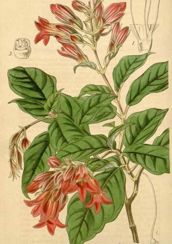 Reproducción/Reproduction 35085255502: Curtis's botanical magazine.. London ; New York [etc.] :Academic Press [etc.]