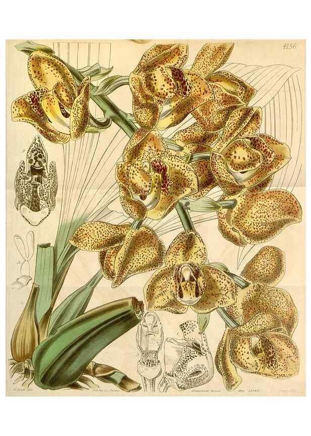 Reproducción/Reproduction 35085258022: Curtis's botanical magazine.. London ; New York [etc.] :Academic Press [etc.]