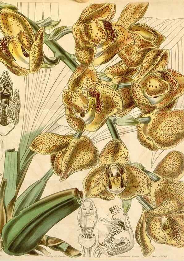 Reproducción/Reproduction 35085258022: Curtis's botanical magazine.. London ; New York [etc.] :Academic Press [etc.]