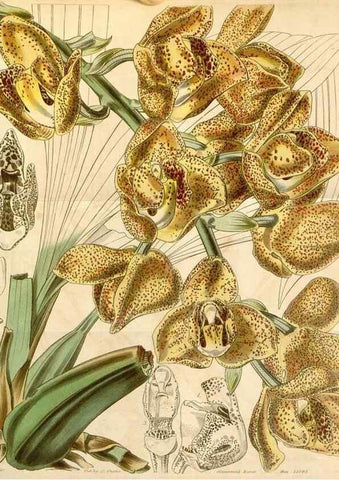 Reproducción/Reproduction 35085258022: Curtis's botanical magazine.. London ; New York [etc.] :Academic Press [etc.]