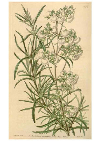 Reproducción/Reproduction 35085260082: Curtis's botanical magazine.. London ; New York [etc.] :Academic Press [etc.]