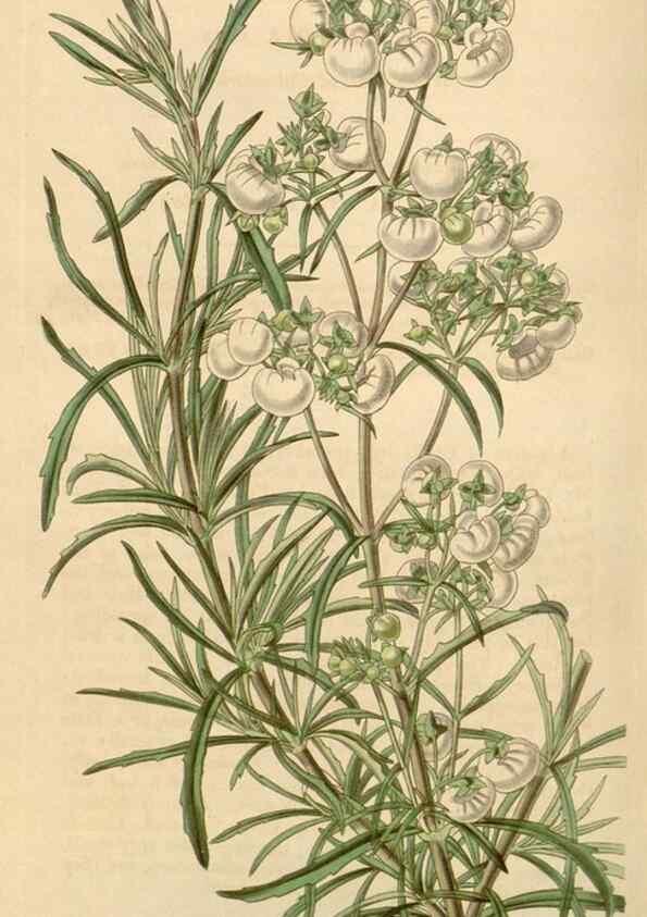 Reproducción/Reproduction 35085260082: Curtis's botanical magazine.. London ; New York [etc.] :Academic Press [etc.]