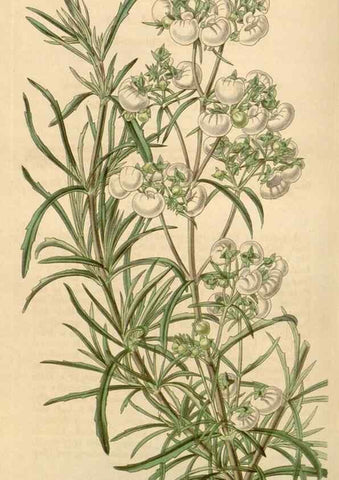 Reproducción/Reproduction 35085260082: Curtis's botanical magazine.. London ; New York [etc.] :Academic Press [etc.]