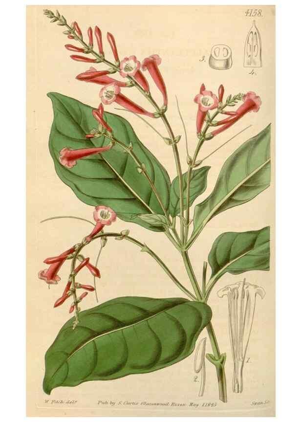 Reproducción/Reproduction 34863559900: Curtis's botanical magazine.. London ; New York [etc.] :Academic Press [etc.]