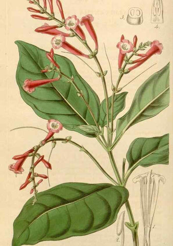 Reproducción/Reproduction 34863559900: Curtis's botanical magazine.. London ; New York [etc.] :Academic Press [etc.]