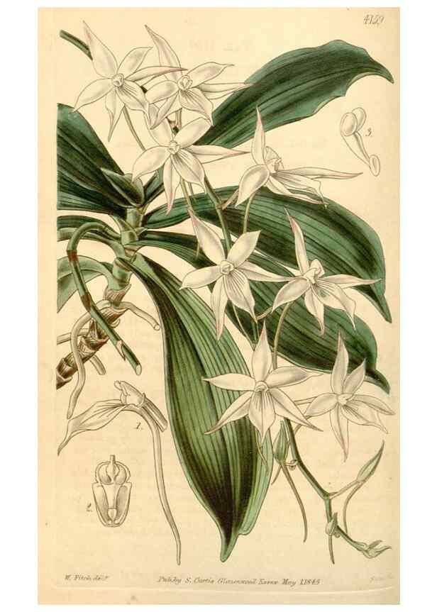 Reproducción/Reproduction 34863563440: Curtis's botanical magazine.. London ; New York [etc.] :Academic Press [etc.]