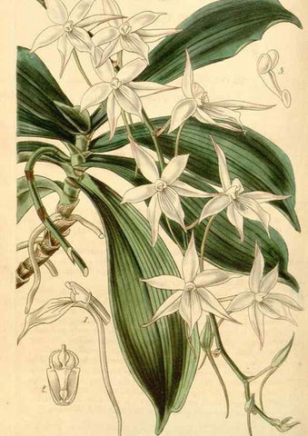 Reproducción/Reproduction 34863563440: Curtis's botanical magazine.. London ; New York [etc.] :Academic Press [etc.]
