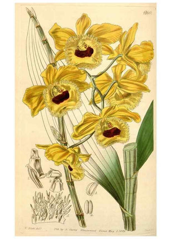 Reproducción/Reproduction 35210801796: Curtis's botanical magazine.. London ; New York [etc.] :Academic Press [etc.]