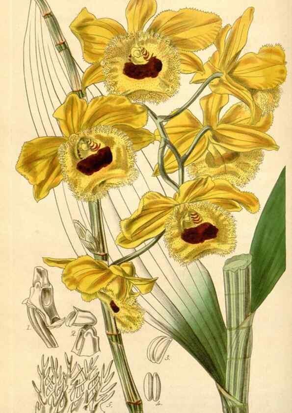 Reproducción/Reproduction 35210801796: Curtis's botanical magazine.. London ; New York [etc.] :Academic Press [etc.]