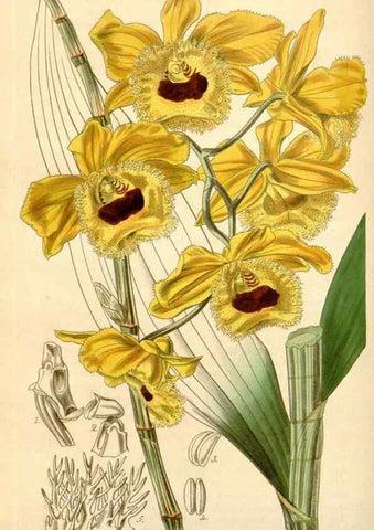 Reproducción/Reproduction 35210801796: Curtis's botanical magazine.. London ; New York [etc.] :Academic Press [etc.]