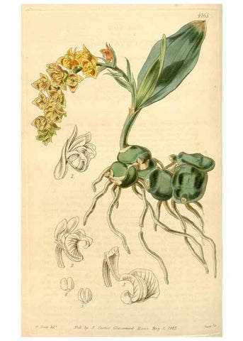 Reproducción/Reproduction 35210803866: Curtis's botanical magazine.. London ; New York [etc.] :Academic Press [etc.]