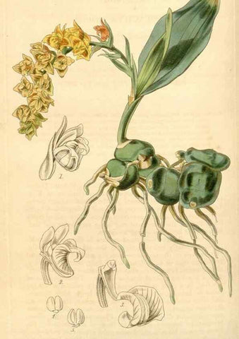 Reproducción/Reproduction 35210803866: Curtis's botanical magazine.. London ; New York [etc.] :Academic Press [etc.]
