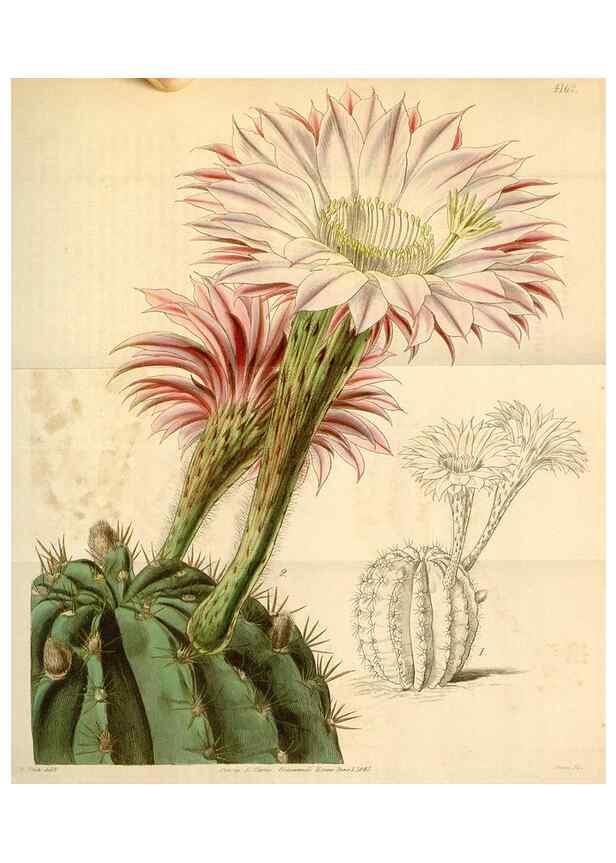 Reproducción/Reproduction 35085268582: Curtis's botanical magazine.. London ; New York [etc.] :Academic Press [etc.]