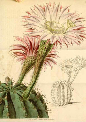 Reproducción/Reproduction 35085268582: Curtis's botanical magazine.. London ; New York [etc.] :Academic Press [etc.]