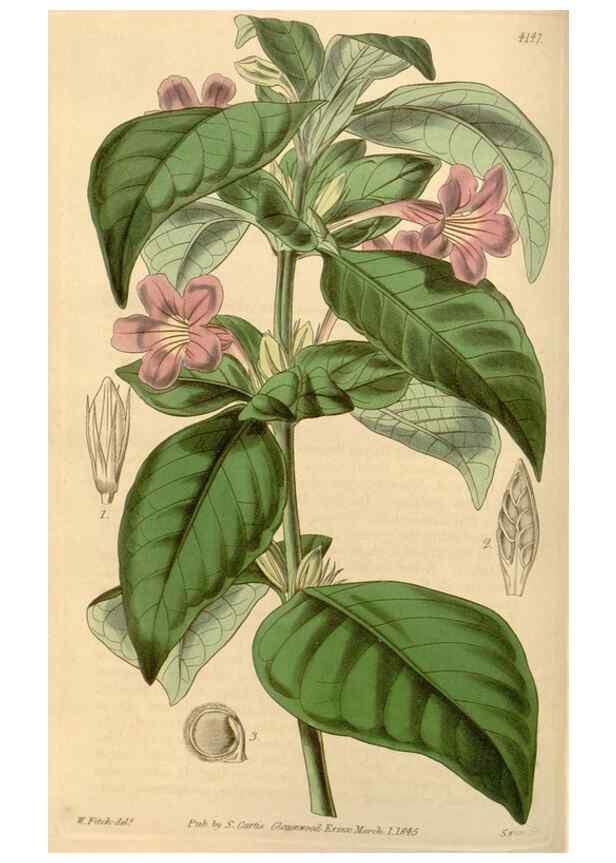 Reproducción/Reproduction 34406735834: Curtis's botanical magazine.. London ; New York [etc.] :Academic Press [etc.]