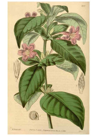 Reproducción/Reproduction 34406735834: Curtis's botanical magazine.. London ; New York [etc.] :Academic Press [etc.]