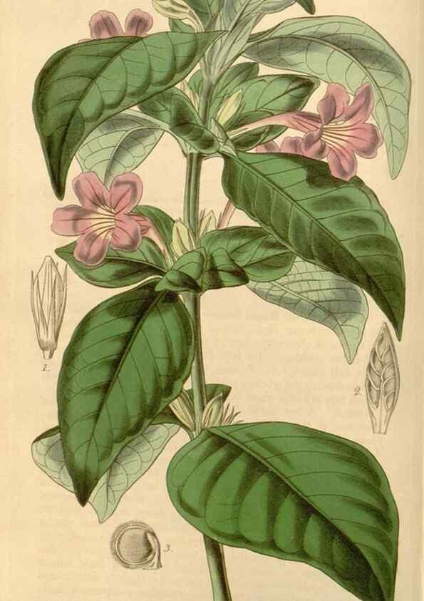 Reproducción/Reproduction 34406735834: Curtis's botanical magazine.. London ; New York [etc.] :Academic Press [etc.]