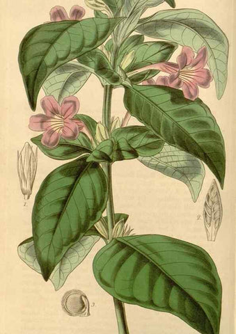 Reproducción/Reproduction 34406735834: Curtis's botanical magazine.. London ; New York [etc.] :Academic Press [etc.]