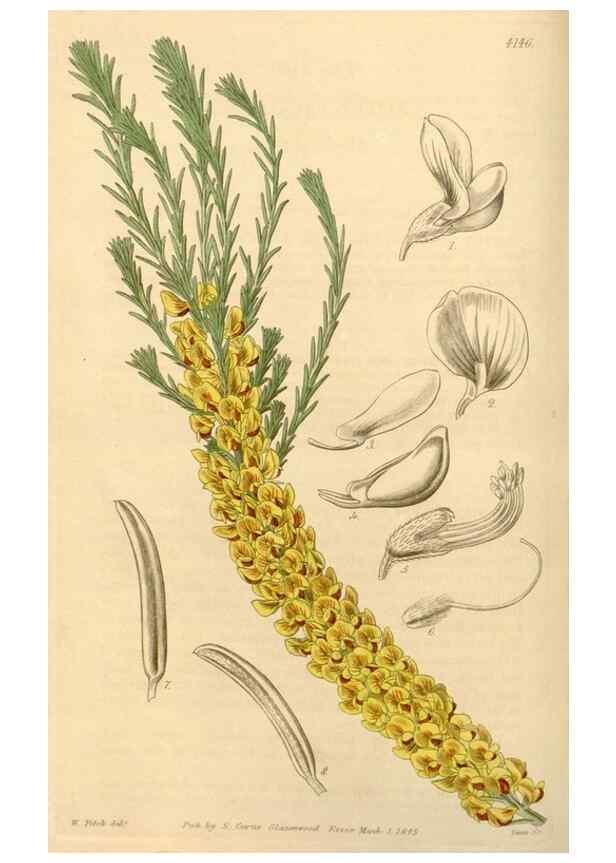 Reproducción/Reproduction 34863534020: Curtis's botanical magazine.. London ; New York [etc.] :Academic Press [etc.]