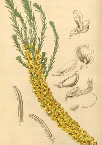 Reproducción/Reproduction 34863534020: Curtis's botanical magazine.. London ; New York [etc.] :Academic Press [etc.]