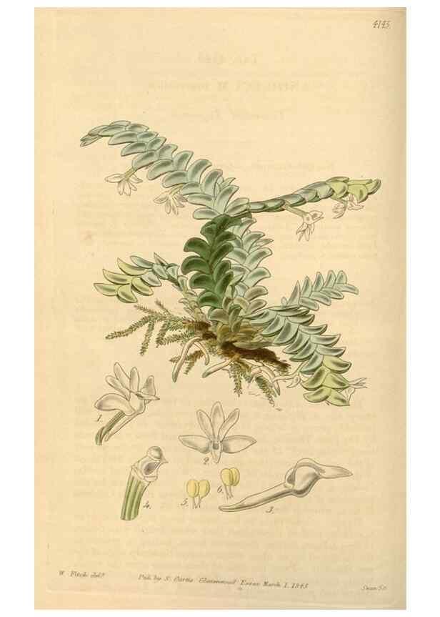 Reproducción/Reproduction 34863532420: Curtis's botanical magazine.. London ; New York [etc.] :Academic Press [etc.]